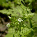 Bur Parsley - Photo (c) 2008 Keir Morse, some rights reserved (CC BY-NC-SA)