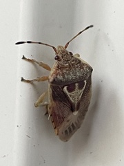 Eupolemus angularis