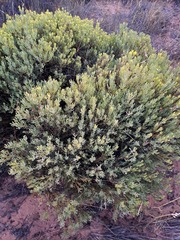 Leucadendron glaberrimum glaberrimum