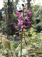 Dipodium punctatum