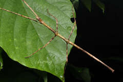 Clitumninae