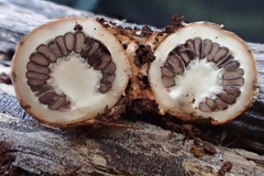 Schenella pityophila