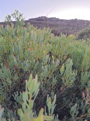Leucadendron glaberrimum glaberrimum