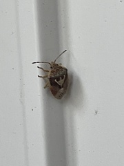 Eupolemus angularis