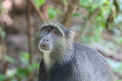 Cercopithecus mitis manyaraensis