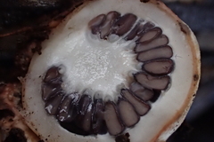 Schenella pityophila