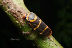 Phymatostetha stalii