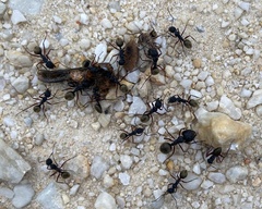 Camponotus suffusus bendigensis