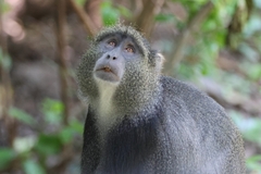 Cercopithecus mitis manyaraensis
