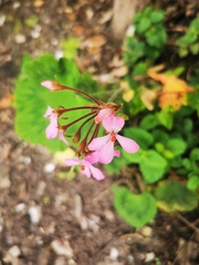Pelargonium zonale