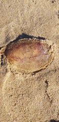 Pelagia noctiluca