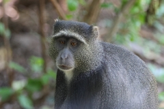 Cercopithecus mitis manyaraensis