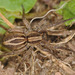 Alopecosa pulverulenta - Photo (c) wp-polzin，保留部份權利CC BY-NC