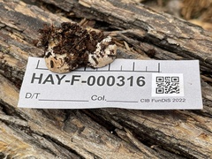 Schenella pityophila