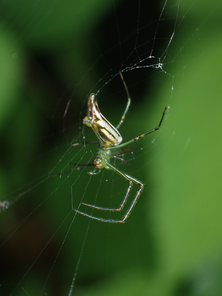 Leucauge tanikawai