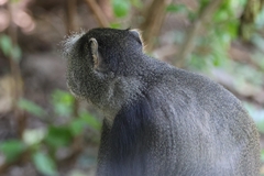 Cercopithecus mitis manyaraensis