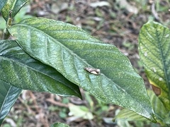 Choreutis amethystodes