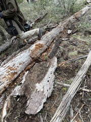 Schenella pityophila