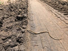 Psammophis orientalis