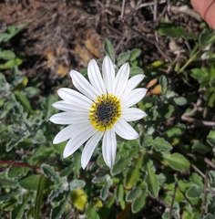 Arctotis pinnatifida