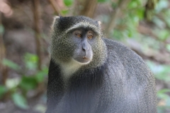 Cercopithecus mitis manyaraensis