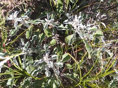 Arctotis pinnatifida