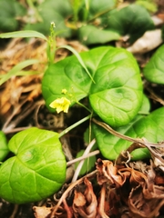 Kedrostis nana