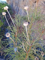 Euryops speciosissimus