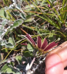 Arctotis pinnatifida