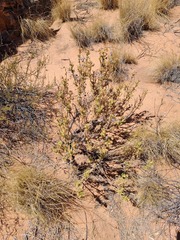 Arctotis laciniata, photograph (c) Kobus Meyer, some rights reserved (CC BY)