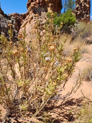 Arctotis laciniata, photograph (c) Kobus Meyer, some rights reserved (CC BY)
