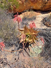 Aloe perfoliata