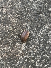 Opisthoplatia