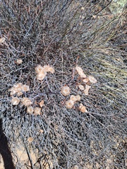 Limonium longifolium
