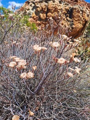 Limonium longifolium