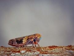 Eurymeloides adspersa