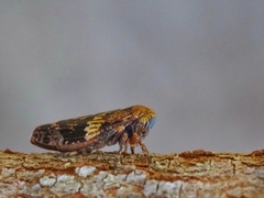 Eurymeloides adspersa