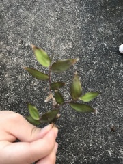 Oplismenus hirtellus