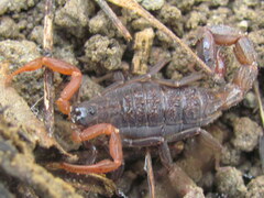 Vaejovidae