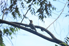 Melanerpes