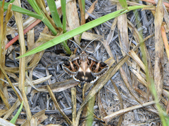 Cerocala vermiculosa