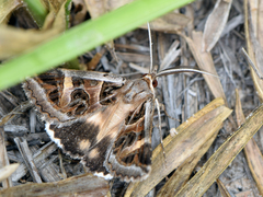 Cerocala vermiculosa