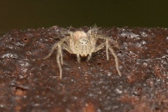 Oxyopes punctatus