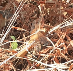 Neurothemis intermedia