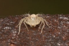 Oxyopes punctatus