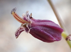 Streptanthus morrisonii