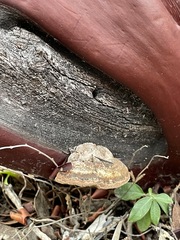 Phellinus arctostaphyli