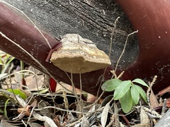 Phellinus arctostaphyli