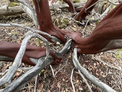 Phellinus arctostaphyli