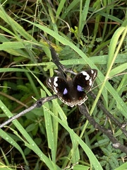 Junonia oenone oenone